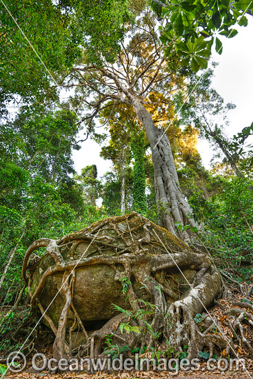 Strangler Fig Tree (Ficus sp.), with its roots entangled around a huge 6 metre diameter boulder in Lamington World Heritage National Park, Queensland, Australia. Photo - Gary Bell Strangler Fig Tree (Ficus sp.), with its roots entangled around a huge 6 metre diameter boulder in Lamington World Heritage National Park, Queensland, Australia. Photo - Gary Bell