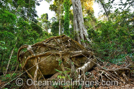 Strangler Fig Tree roots entangling boulder photo