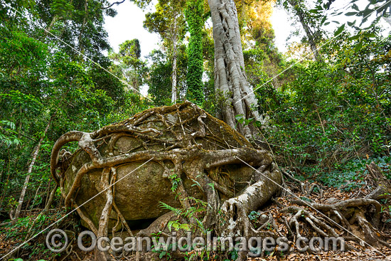 Strangler Fig Tree (Ficus sp.), with its roots entangled around a huge 6 metre diameter boulder in Lamington World Heritage National Park, Queensland, Australia. Photo - Gary Bell Strangler Fig Tree (Ficus sp.), with its roots entangled around a huge 6 metre diameter boulder in Lamington World Heritage National Park, Queensland, Australia. Photo - Gary Bell