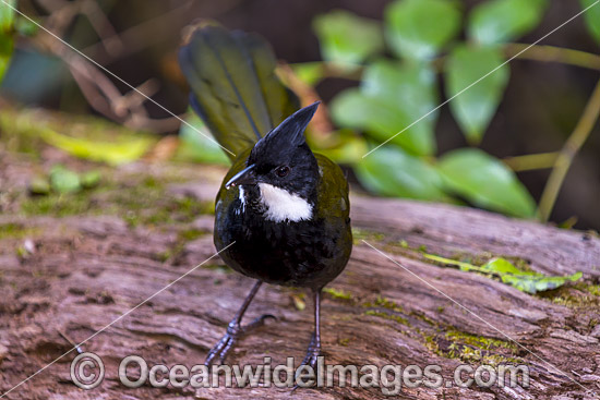Eastern Whipbird (Psophodes olivaceus), male. Found in rainforests, wet eucalypt forests, heaths and dense regeneration forests throughout eastern Australia. Photo talen at Lamington Nat. Park. Queensland. Photo - Gary Bell Eastern Whipbird (Psophodes olivaceus), male. Found in rainforests, wet eucalypt forests, heaths and dense regeneration forests throughout eastern Australia. Photo talen at Lamington Nat. Park. Queensland. Photo - Gary Bell