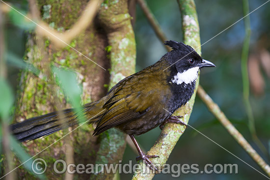 Eastern Whipbird (Psophodes olivaceus), male. Found in rainforests, wet eucalypt forests, heaths and dense regeneration forests throughout eastern Australia. Photo talen at Lamington Nat. Park. Queensland. Photo - Gary Bell Eastern Whipbird (Psophodes olivaceus), male. Found in rainforests, wet eucalypt forests, heaths and dense regeneration forests throughout eastern Australia. Photo talen at Lamington Nat. Park. Queensland. Photo - Gary Bell
