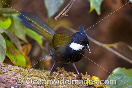 Eastern Whipbird Psophodes olivaceu photo