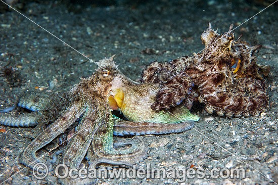Common Octopus mating photo