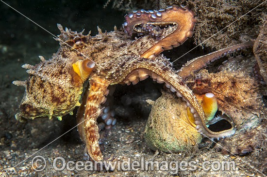 Common Octopus mating photo