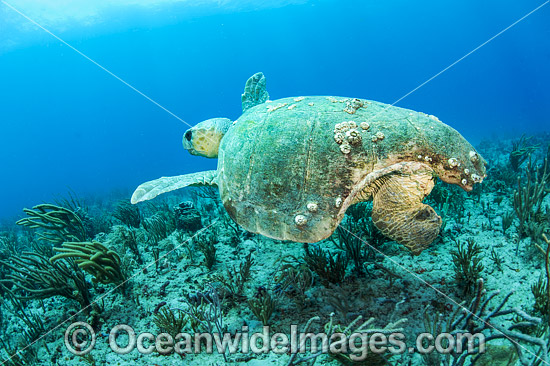 Loggerhead Sea Turtle Florida photo Loggerhead Sea Turtle Florida photo