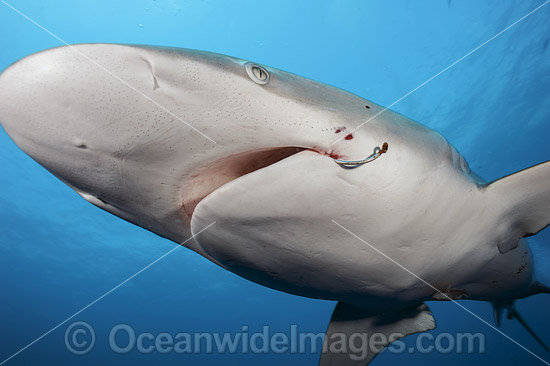 Dusky Shark (Carcharhinus obscurus), with hook in mouth. Also known as Black Whaler and Bronze Whaler. Found in tropical and warm temperate seas throughout the world. Photo taken off Florida, USA. Photo - Michael Patrick O'Neill Dusky Shark (Carcharhinus obscurus), with hook in mouth. Also known as Black Whaler and Bronze Whaler. Found in tropical and warm temperate seas throughout the world. Photo taken off Florida, USA. Photo - Michael Patrick O'Neill