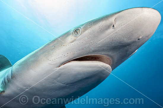 Dusky Shark (Carcharhinus obscurus). Also known as Black Whaler and Bronze Whaler. Found in tropical and warm temperate seas throughout the world. Photo taken offshore Jupiter, Florida, USA. Photo - Michael Patrick O'Neill Dusky Shark (Carcharhinus obscurus). Also known as Black Whaler and Bronze Whaler. Found in tropical and warm temperate seas throughout the world. Photo taken offshore Jupiter, Florida, USA. Photo - Michael Patrick O'Neill