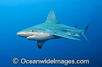 Sandbar Shark Photo - Michael Patrick O'Neill