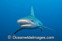 Sandbar Shark Florida Photo - Michael Patrick O'Neill