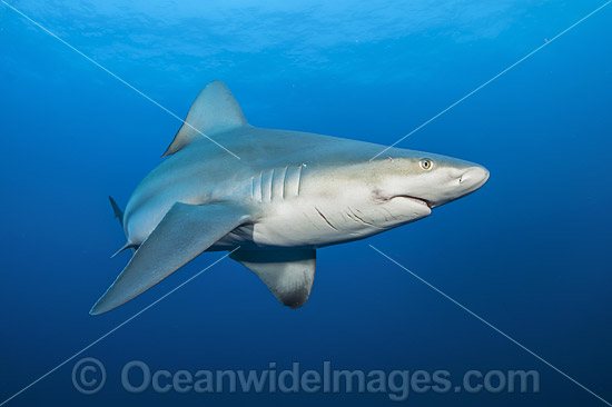 Sandbar Shark Florida photo