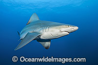 Sandbar Shark Florida Photo - Michael Patrick O'Neill