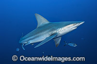 Sandbar Shark Photo - Michael Patrick O'Neill