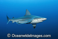 Sandbar Shark Photo - Michael Patrick O'Neill