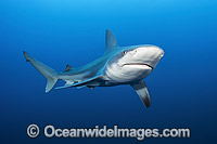 Sandbar Shark Florida Photo - Michael Patrick O'Neill