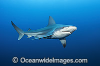 Sandbar Shark Photo - Michael Patrick O'Neill