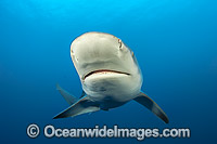 Sandbar Shark Florida Photo - Michael Patrick O'Neill