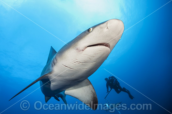 Sandbar Shark photo