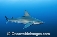 Sandbar Shark Photo - Michael Patrick O'Neill