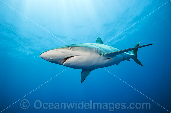 Silky Shark photo Silky Shark photo