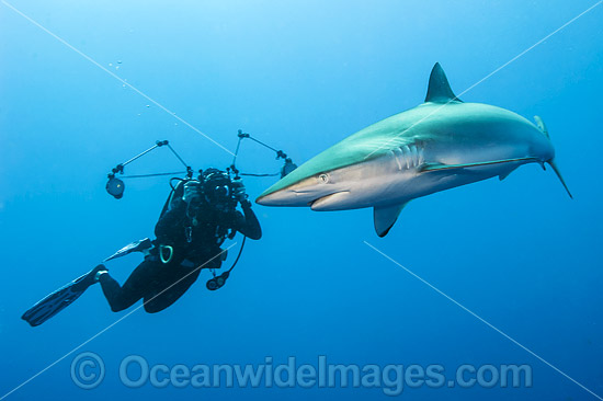 Diver and Silky Shark photo