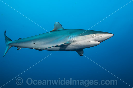 Silky Shark photo Silky Shark photo