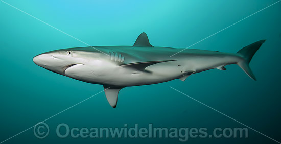 Silky Shark photo Silky Shark photo