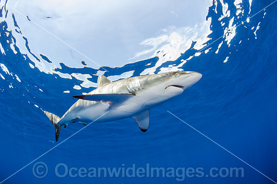 Silky Shark photo