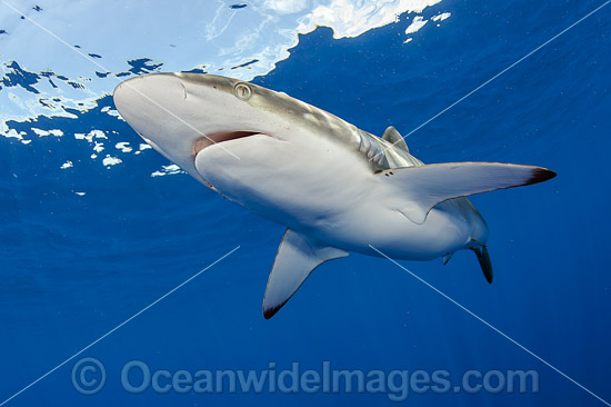 Silky Shark photo Silky Shark photo