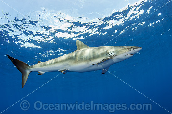 Silky Shark photo Silky Shark photo