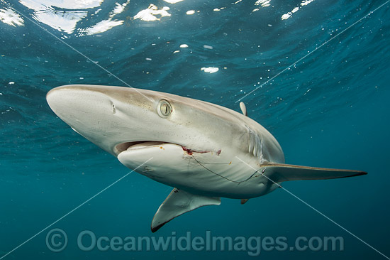 Silky Shark photo