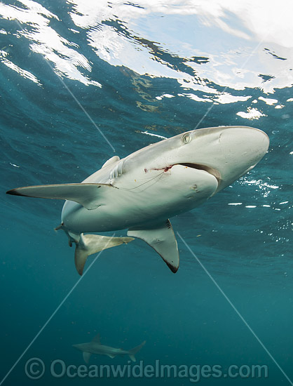 Silky Shark photo Silky Shark photo