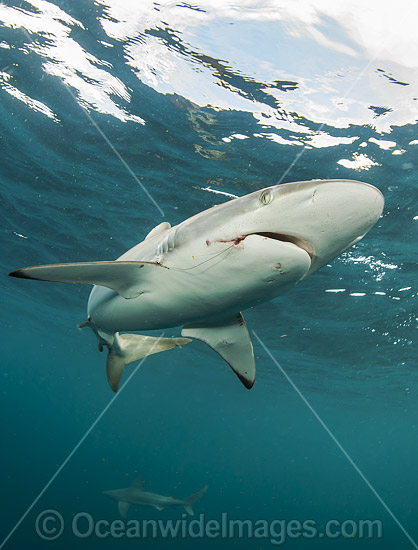 Silky Shark photo