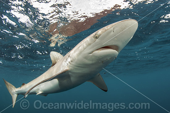 Silky Shark photo Silky Shark photo