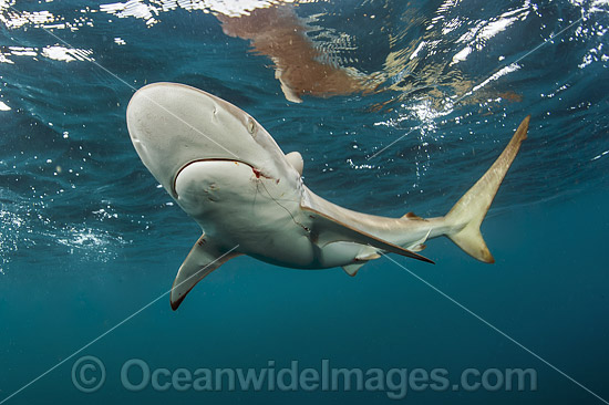 Silky Shark photo Silky Shark photo