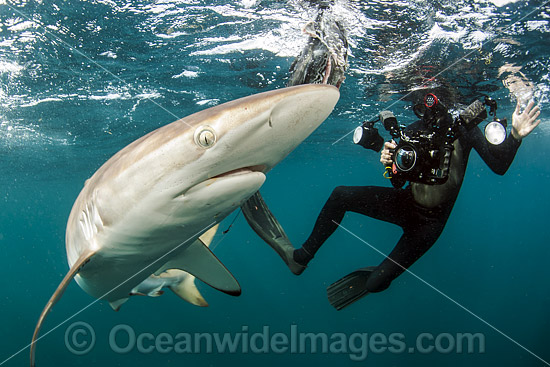 Diver and Silky Shark photo