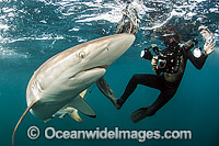 Diver and Silky Shark Photo - Michael Patrick O'Neill