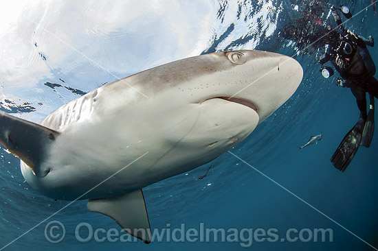 Diver and Silky Shark photo