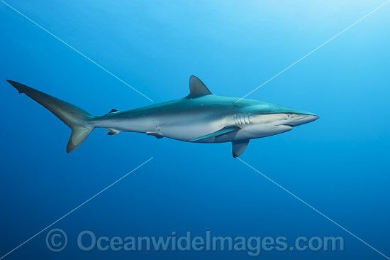 Silky Shark photo Silky Shark photo