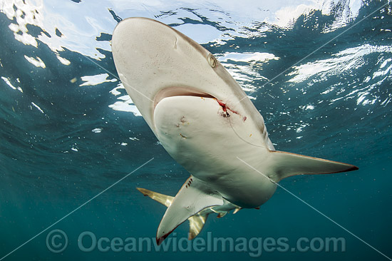 Silky Shark photo