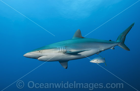 Silky Shark photo