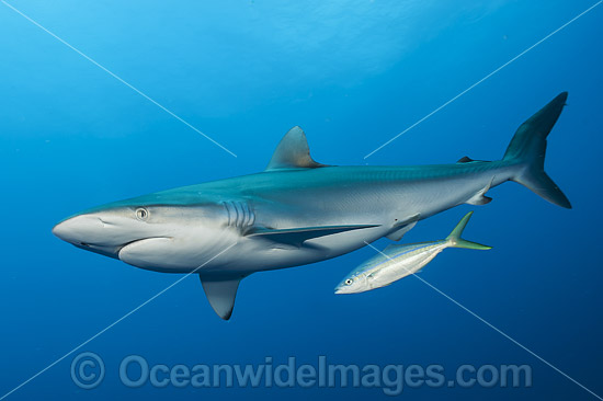 Silky Shark photo Silky Shark photo