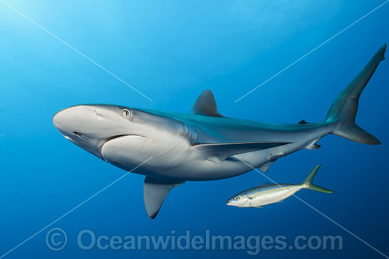 Silky Shark photo