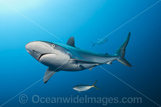 Silky Shark photo Silky Shark photo