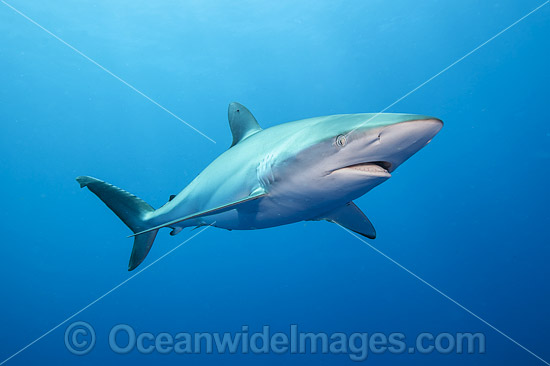 Silky Shark photo