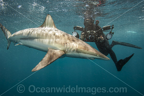 Diver with Spinner Shark (Carcharhinus brevipinna). Also known as Longnose Grey Shark, Inkytail Shark and Smoothfang Shark. Found in warm temperate and tropical seas in Atlantic, Indian and Western Pacific oceans. Photo taken off Florida, USA. Photo - Michael Patrick O'Neill Diver with Spinner Shark (Carcharhinus brevipinna). Also known as Longnose Grey Shark, Inkytail Shark and Smoothfang Shark. Found in warm temperate and tropical seas in Atlantic, Indian and Western Pacific oceans. Photo taken off Florida, USA. Photo - Michael Patrick O'Neill