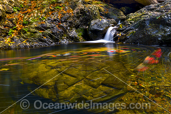 Floating Leaves on Urumbilum River photo