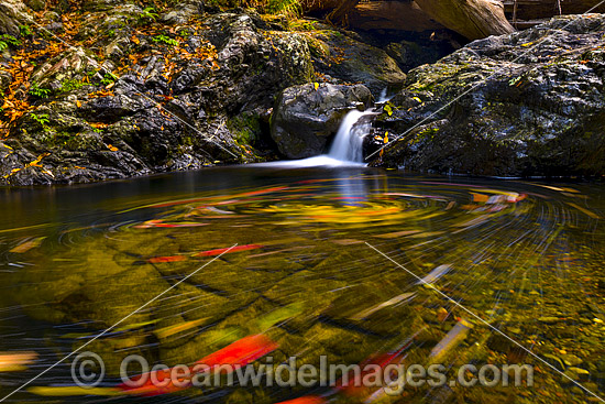 Floating Leaves on Urumbilum River photo