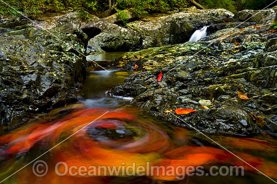 Floating Leaves on Urumbilum River photo