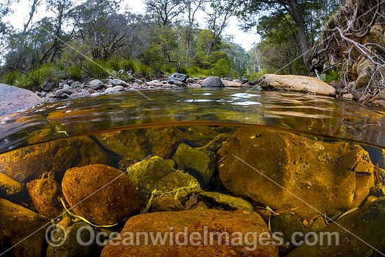 Under water, over water picture of the Styx River, situated near New England World Heritage National Park, New South Wales, Australia. Photo - Gary Bell