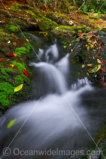 Rainforest waterfall on the Sassafras Creek, situated in the Dorrigo National Park, part of the Gondwana Rainforests of Australia World Heritage Area. New South Wales, Australia. Photo - Gary Bell Rainforest waterfall on the Sassafras Creek, situated in the Dorrigo National Park, part of the Gondwana Rainforests of Australia World Heritage Area. New South Wales, Australia. Photo - Gary Bell